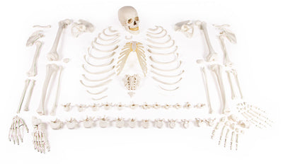 Skelett, unmontiert (Knochensammlung), 3020 Erler-Zimmer