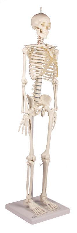 Miniatur-Skelett „Patrick“, 3030 - Notemed Medizintechnik 
