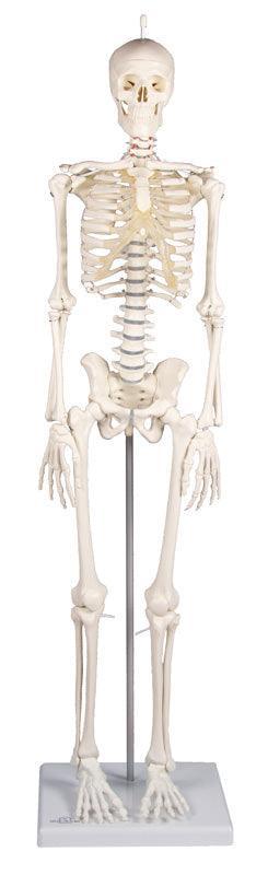 Miniatur-Skelett „Patrick“, 3030 - Notemed Medizintechnik 