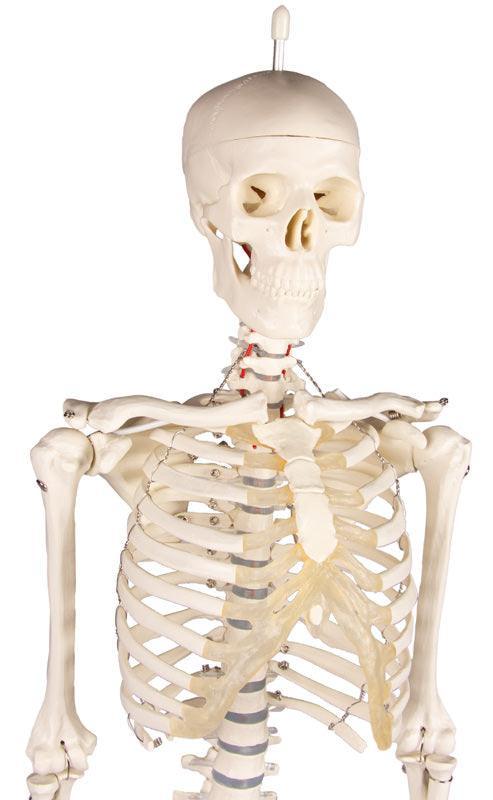 Miniatur-Skelett „Patrick“, 3030 - Notemed Medizintechnik 