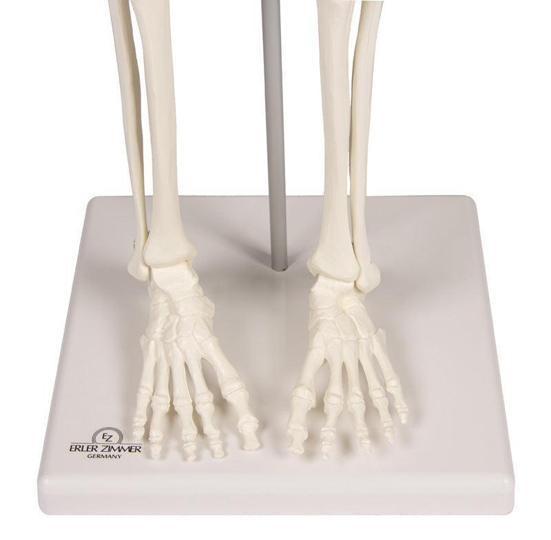Miniatur-Skelett „Patrick“, 3030 - Notemed Medizintechnik 