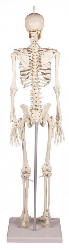 Miniatur-Skelett „Patrick“, 3030 - Notemed Medizintechnik 
