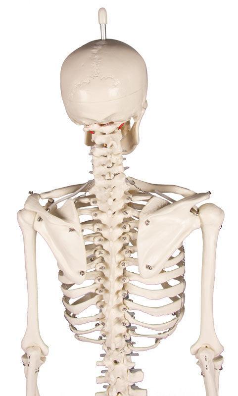 Miniatur-Skelett „Patrick“, 3030 - Notemed Medizintechnik 