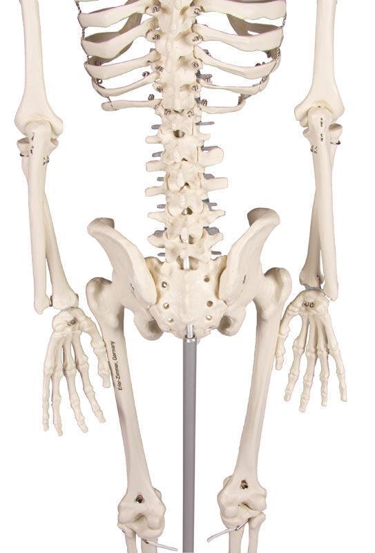 Miniatur-Skelett „Patrick“, 3030 - Notemed Medizintechnik 