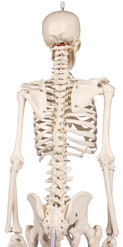 Miniatur-Skelett „Patrick“, 3030 - Notemed Medizintechnik 
