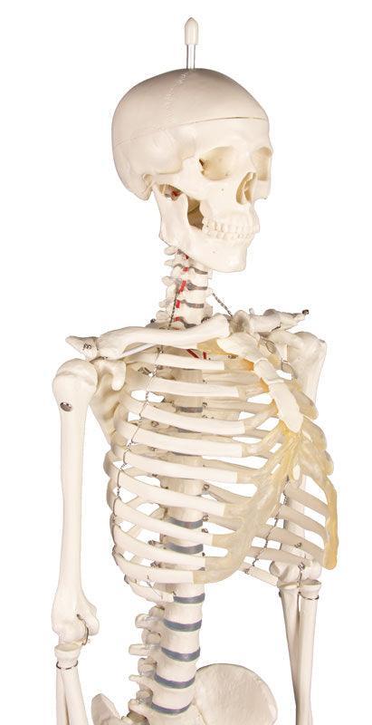 Miniatur-Skelett „Patrick“, 3030 - Notemed Medizintechnik 