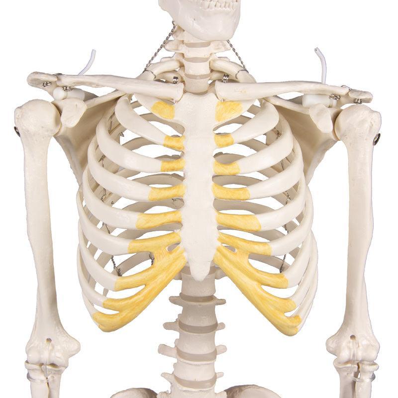 Miniatur-Skelett „Tom“, 3032 - Notemed Medizintechnik 