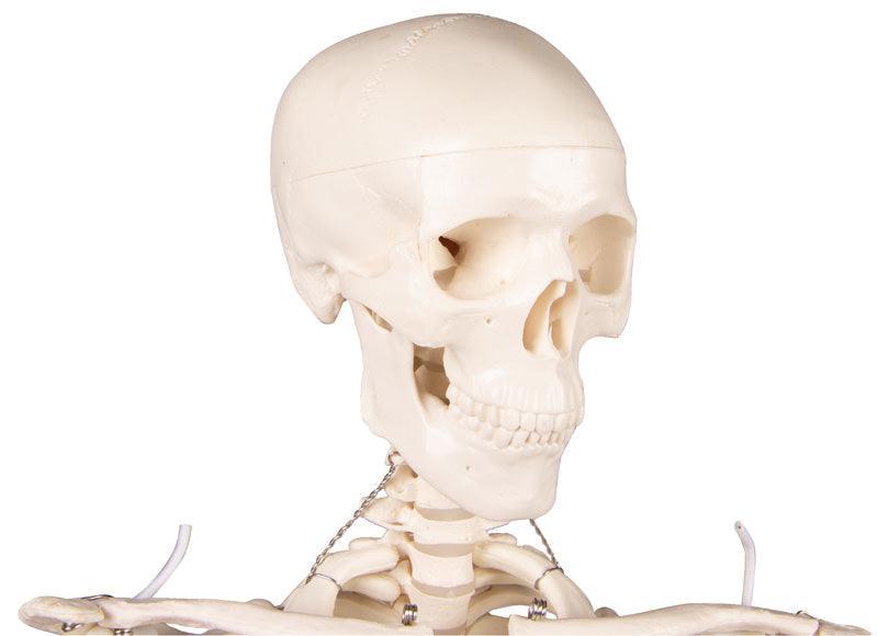 Miniatur-Skelett „Tom“, 3032 - Notemed Medizintechnik 