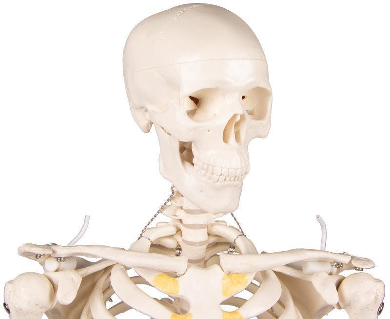 Miniatur-Skelett „Tom“, 3032 - Notemed Medizintechnik 