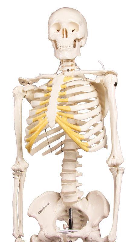Miniatur-Skelett „Tom“, 3032 - Notemed Medizintechnik 