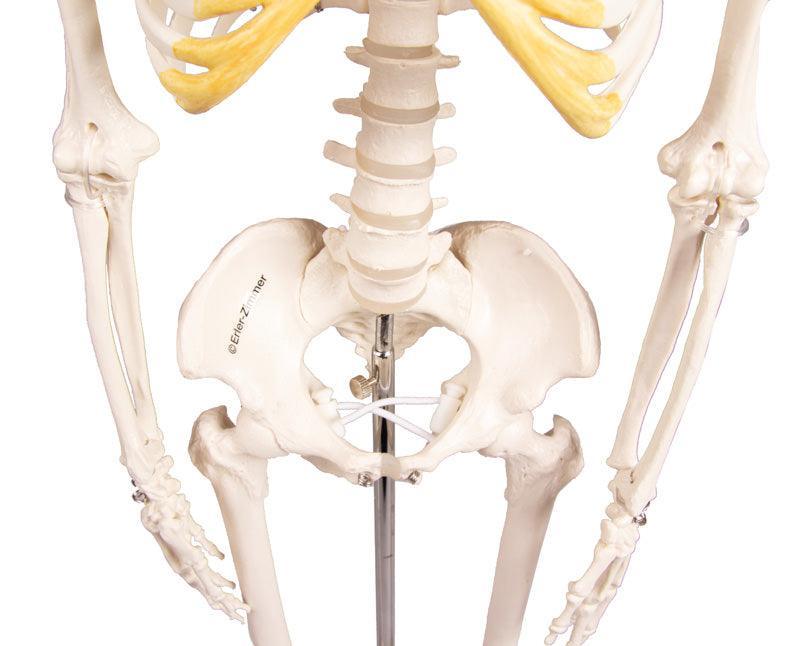 Miniatur-Skelett „Tom“, 3032 - Notemed Medizintechnik 