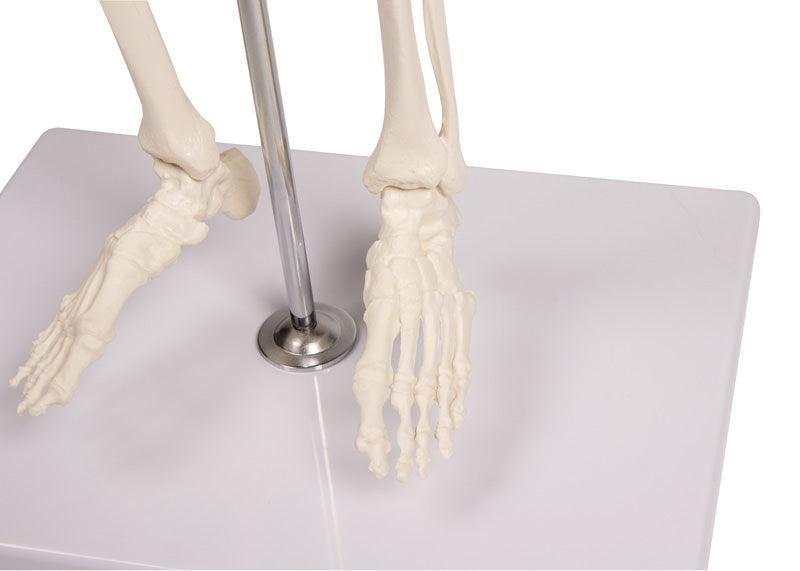 Miniatur-Skelett „Tom“, 3032 - Notemed Medizintechnik 