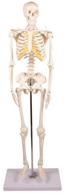 Miniatur-Skelett „Tom“, 3032 - Notemed Medizintechnik 