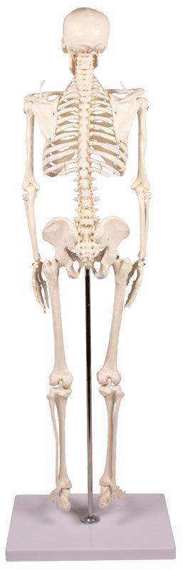 Miniatur-Skelett „Tom“, 3032 - Notemed Medizintechnik 
