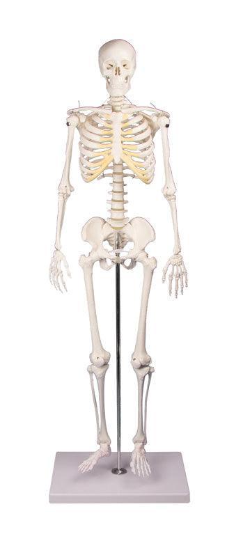 Miniatur-Skelett „Tom“, 3032 - Notemed Medizintechnik 