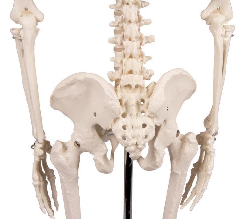 Miniatur-Skelett „Tom“, 3032 - Notemed Medizintechnik 