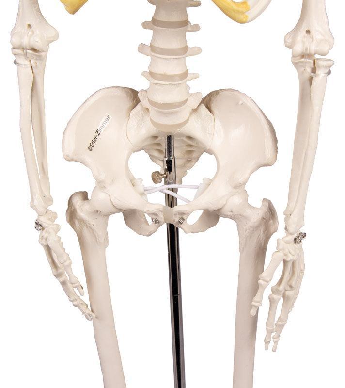 Miniatur-Skelett „Tom“, 3032 - Notemed Medizintechnik 