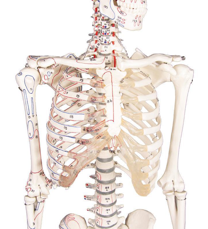 Miniatur-Skelett „Daniel“ mit Muskelmarkierungen, 3035 - Notemed Medizintechnik 