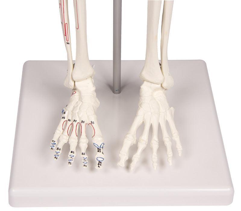 Miniatur-Skelett „Daniel“ mit Muskelmarkierungen, 3035 - Notemed Medizintechnik 