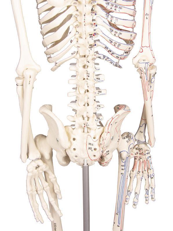 Miniatur-Skelett „Daniel“ mit Muskelmarkierungen, 3035 - Notemed Medizintechnik 