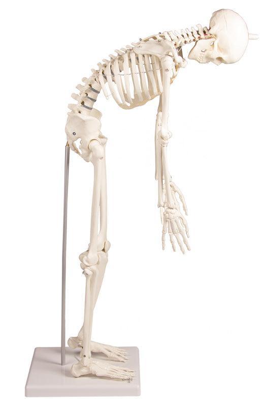 Miniatur-Skelett „Paul“ mit beweglicher Wirbelsäule, 3040 - Notemed Medizintechnik 