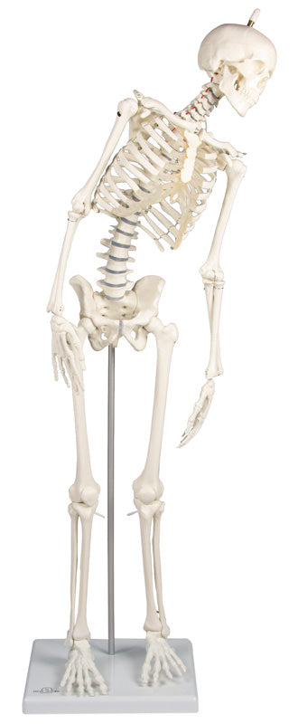 Miniatur-Skelett „Paul“ mit beweglicher Wirbelsäule, 3040 Erler-Zimmer