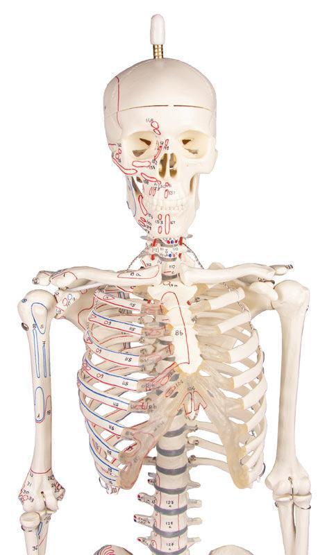 Miniatur-Skelett „Fred“ beweglich, mit Muskelmarkierungen, 3045 - Notemed Medizintechnik 
