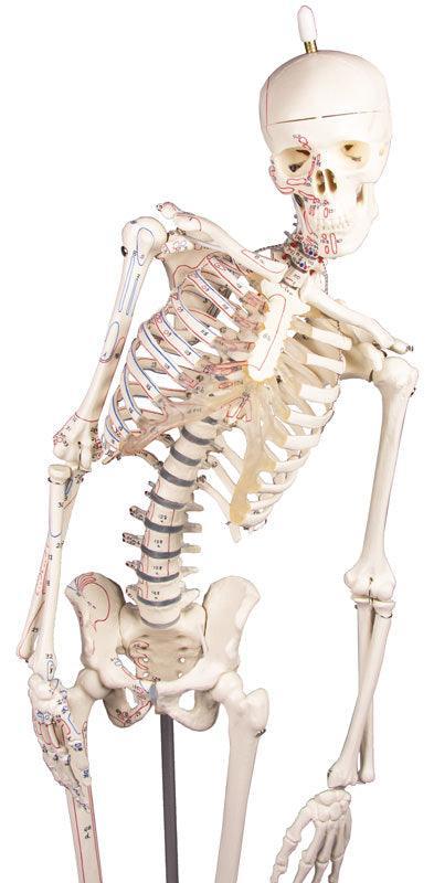 Miniatur-Skelett „Fred“ beweglich, mit Muskelmarkierungen, 3045 - Notemed Medizintechnik 