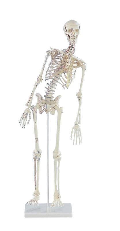 Miniatur-Skelett „Fred“ beweglich, mit Muskelmarkierungen, 3045 - Notemed Medizintechnik 