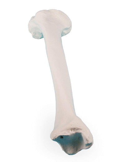 Tibia (Schienbein), 3051 - Notemed Medizintechnik 
