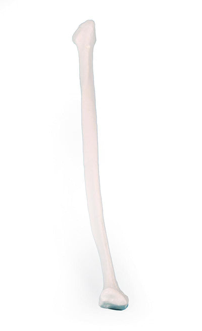 Fibula (Wadenbein), 3052 - Notemed Medizintechnik 