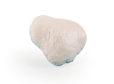 Patella (Kniescheibe), 3053 - Notemed Medizintechnik 