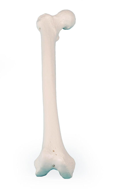 Femur (Oberschenkel), 3054 - Notemed Medizintechnik 