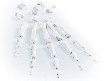 Handknochen, unmontiert, 3080 - Notemed Medizintechnik 