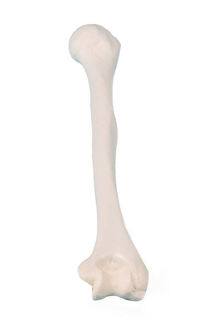 Humerus (Oberarm), 3083 Erler-Zimmer