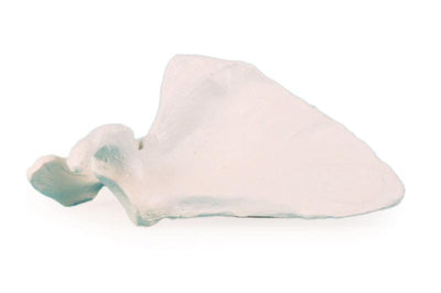 Scapula (Schulterblatt), 3084 - Notemed Medizintechnik 
