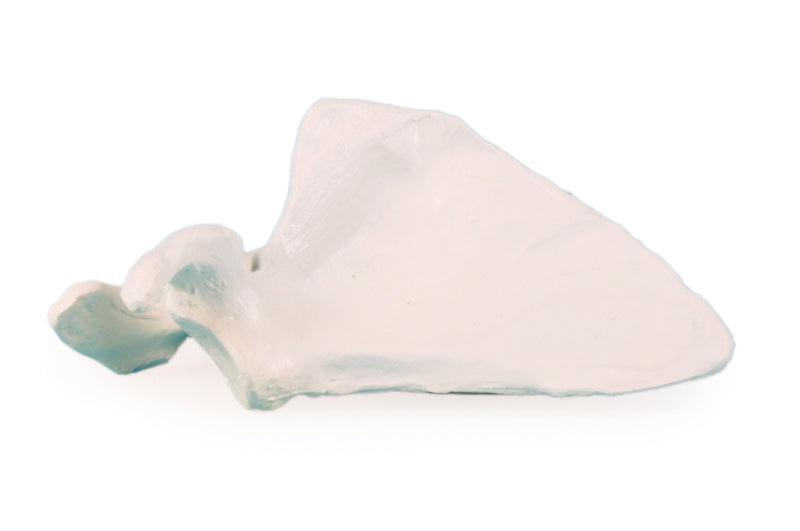 Scapula (Schulterblatt), 3084 - Notemed Medizintechnik 