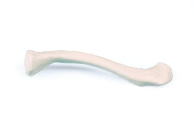 Clavicula (Schlüsselbein), 3085 - Notemed Medizintechnik 