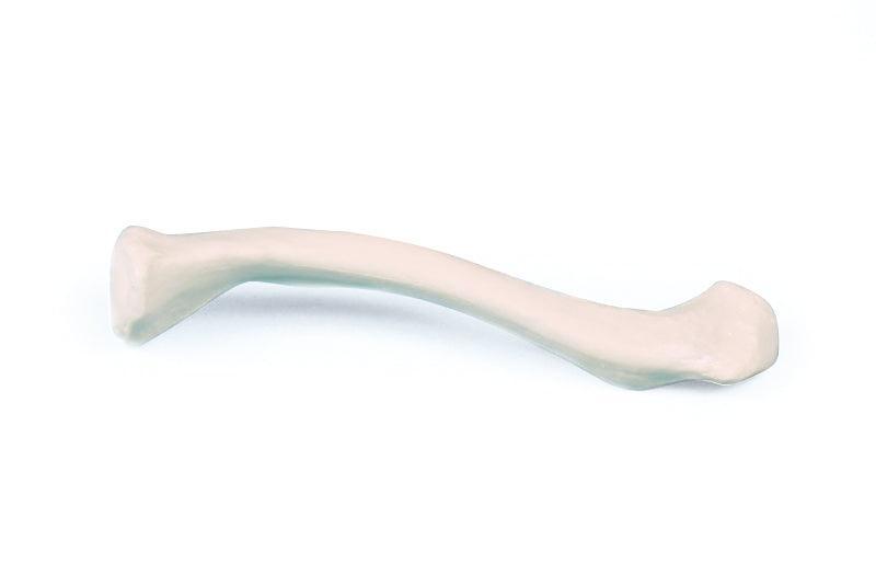Clavicula (Schlüsselbein), 3085 - Notemed Medizintechnik 