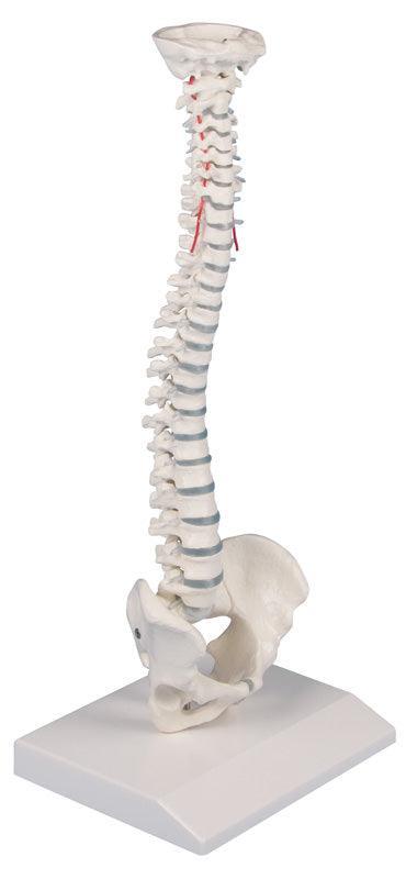 Miniatur-Wirbelsäule, 4001 - Notemed Medizintechnik 