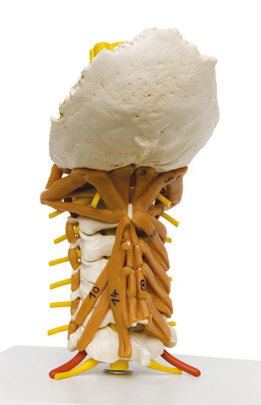 Halswirbelsäule mit Halsmuskulatur, 4034 - Notemed Medizintechnik 