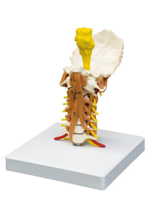 Halswirbelsäule mit Halsmuskulatur, 4034 - Notemed Medizintechnik 