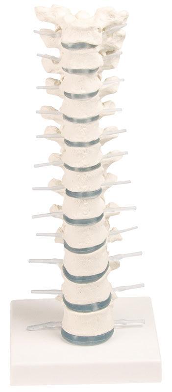 Brustwirbelsäule mit Stativ, 4060 - Notemed Medizintechnik 