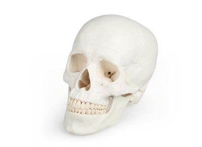 Schädelmodell, 3-teilig - EZ Augmented Anatomy, 4500 - Notemed Medizintechnik 