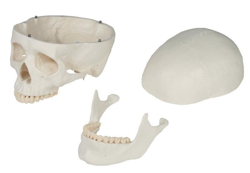 Schädelmodell, 3-teilig - EZ Augmented Anatomy, 4500 - Notemed Medizintechnik 