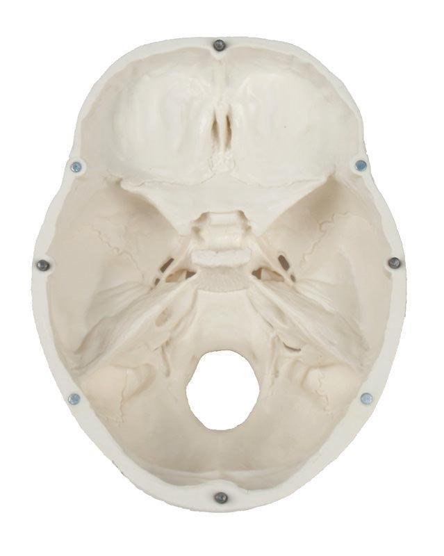 Schädelmodell, 3-teilig - EZ Augmented Anatomy, 4500 - Notemed Medizintechnik 