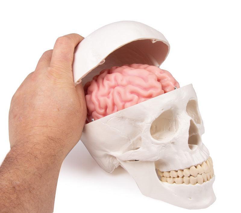 Schädelmodell, 3-teilig - EZ Augmented Anatomy, 4500 - Notemed Medizintechnik 