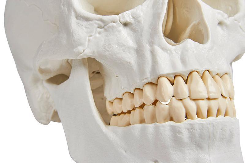 Schädelmodell, 3-teilig - EZ Augmented Anatomy, 4500 - Notemed Medizintechnik 