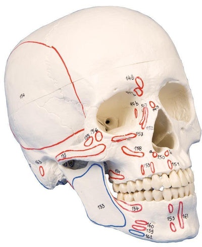 Schädelmodell, 3-teilig, mit Muskelmarkierungen, 4509 Erler-Zimmer
