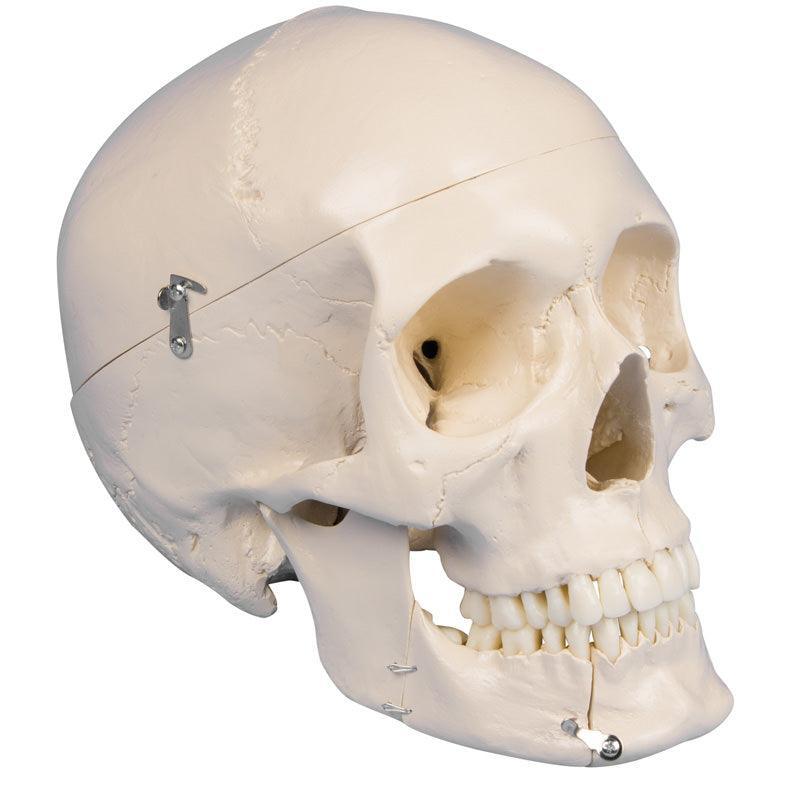 Dental-Schädel, 4-teilig, 4513 - Notemed Medizintechnik 